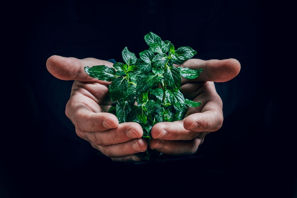 Menthe fraîche : la conserver et bien l'utiliser